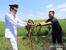 Bupati Indramayu lepaskan ular hingga burung hantu atasi hama tikus