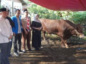 Bupati Garut serahkan sapi bantuan Presiden untuk warga Cigedug