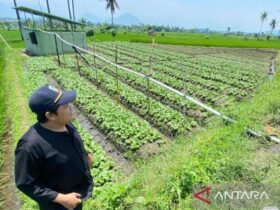 Lahan pertanian seluas 1.837 hektare di Garut diasuransikan minimalisir dampak kemarau